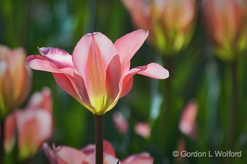 Pink Tulip_53203.jpg - Photographed at Ottawa, Ontario - the capital of Canada.